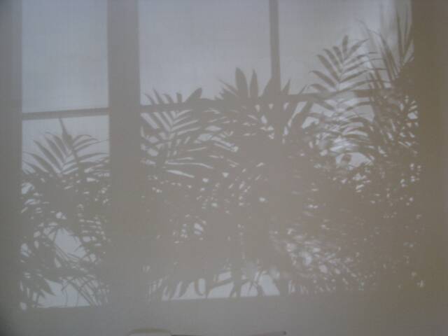 Shadow Cast on Office Wall